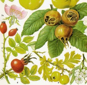 rosehip