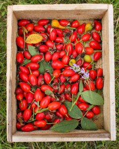 rosehips
